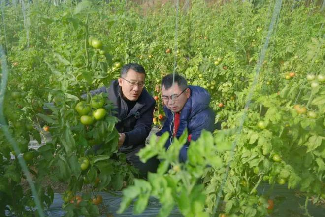 6t体育感知山东 昌邑市农业农村局组织专家指导果蔬生产(图3)